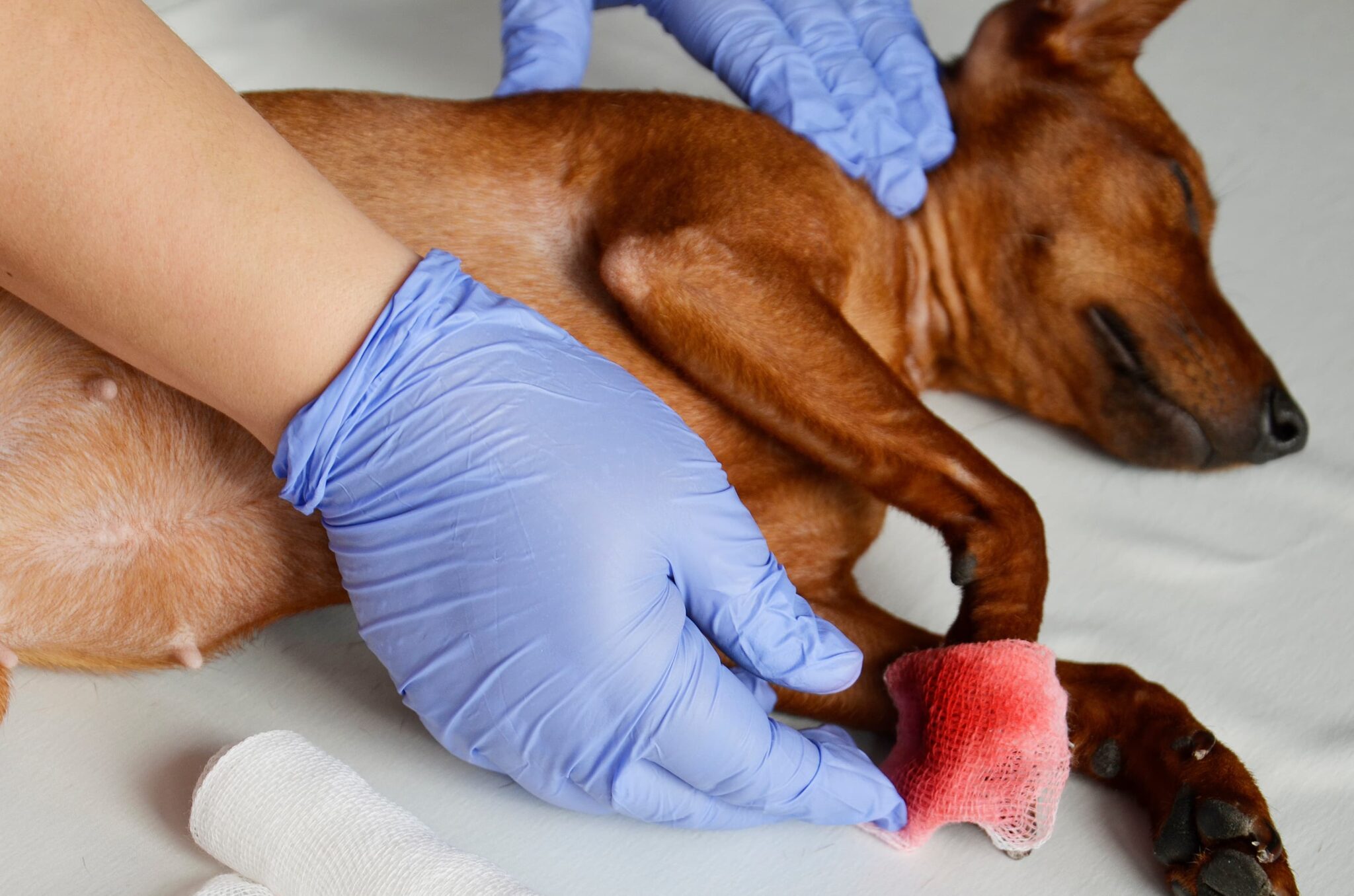 Cordova Station Animal Hospital