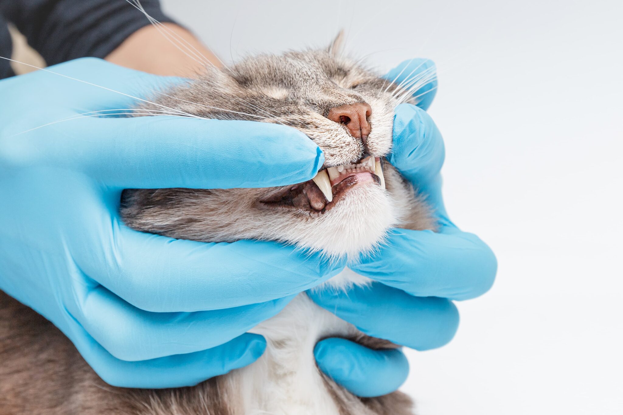 Cordova Station Animal Hospital