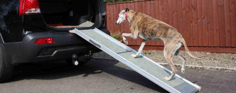 A large dog uses a ramp to get into a vehicle.